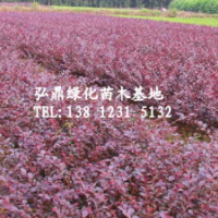 供應(yīng)紅花繼木，紅花繼木價(jià)格，紅花繼木品種齊全