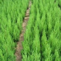 綠化花木報價棕櫚,雪松,箬竹,苦楝,竹子,側柏,楓楊
