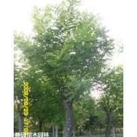國槐1--20公分的，常年有貨