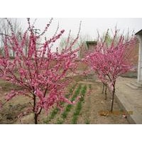 批售紅葉李，榆葉梅，冬青，檜柏，龍柏