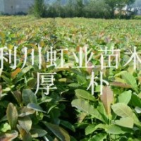 供應(yīng)湖北利川經(jīng)濟(jì)苗木厚樸小苗 厚樸種子 厚樸樹苗 厚樸樹苗價格