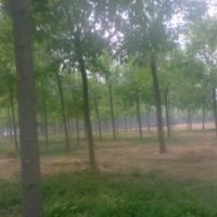 法桐規(guī)格全價(jià)格低大量