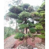 羅漢松