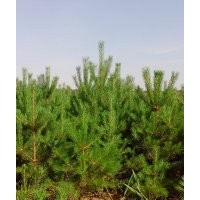 1--2米高樟子松定植樹苗