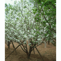 陜西西安長(zhǎng)期供應(yīng)茶條槭，蒙古櫟，五角楓，青楓，國(guó)槐