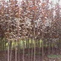 專營紅葉李 紫葉李 紅葉李基地