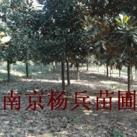 廣玉蘭大降價7-16公分