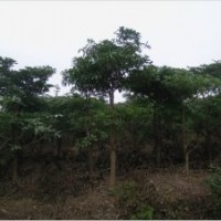 盆架子