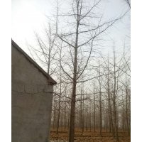 供應(yīng)苗木