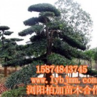 瀏陽羅漢松、羅漢松精品園、羅漢松最新價格提供