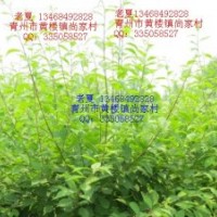 低價供應(yīng) 榆葉梅 黃櫨 流蘇 碧桃 側(cè)柏海棠桂花無刺皂角