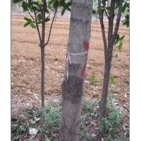 供應(yīng)小葉榕7-30公分 樸樹,洋紫荊,秋楓