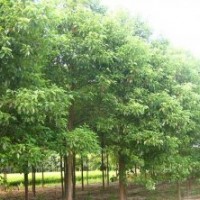 移栽三年的50-80公分的香泡樹出爐了，火熱供應(yīng)中