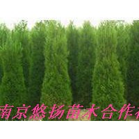 蜀檜，蜀檜價(jià)格，南京蜀檜基地直接批發(fā)1米蜀檜，2米蜀檜