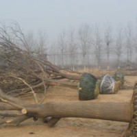 國槐30-35大量供應(yīng)中