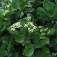 豐花月季、灑金柏、劍麻、紅葉女貞