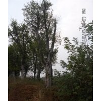 供應(yīng)湖北全冠樸樹 移栽樸樹 骨架樸樹