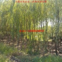供應(yīng)垂柳 紫薇 白玉蘭 香樟 紫葉李 高桿女貞 廣玉蘭