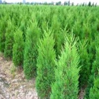 山東側柏苗，1.5米側柏的價格是多少