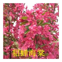 北美海棠系列