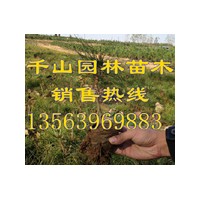 供應(yīng)山東油松白袋苗，油松裸根苗
