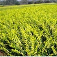 供應(yīng):紅葉石楠，金葉女貞，小龍柏，蜀檜，紅葉小檗等苗木