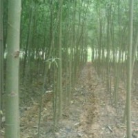 山西運(yùn)城榆樹(shù)苗