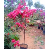 三角梅 茶花