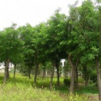 山東嘉祥賣各種規(guī)格國槐 國槐小苗 大國槐