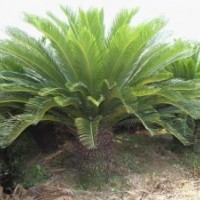 福建蘇鐵的價(jià)格，蘇鐵苗木供應(yīng)