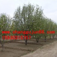 八棱海棠樹 2013精品樹形最新報(bào)價(jià)