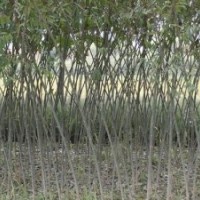 供應(yīng)速生柳一年生、二年生、3公分、4公分、5公分速生柳