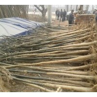 裸根定桿國槐6-12公分國槐樹，一級國槐樹價(jià)格