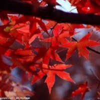 供應1-2公分五角楓，3-5公分五角楓。