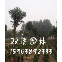 大葉女貞