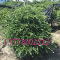 紅豆杉苗木批發(fā) 景觀樹