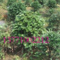 紅豆集團(tuán)直銷精品南方紅豆杉景觀樹，籽播苗，成活率高，規(guī)格齊全