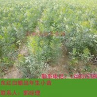 東紅3號(hào)，東紅白蠟3號(hào)，最新東紅白蠟