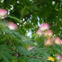 大量出售合歡樹苗批發(fā)合歡樹苗紅花合歡苗理想綠化苗木