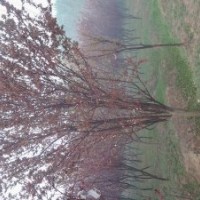 紫葉李10、11CM胸徑