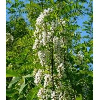 供應(yīng)：速生國槐，香花槐，刺槐，龍爪槐，黃金槐