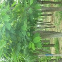 供應(yīng)大量合歡樹