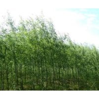 供應(yīng)竹柳
