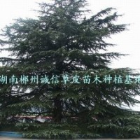 綠化苗木 工程用樹雪松,綠化苗木, 工程用樹
