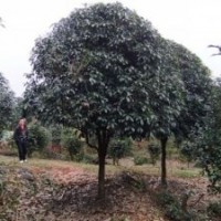 主營產(chǎn)品：自產(chǎn)自銷,價(jià)格合理,大量供應(yīng)竹柏苗芽苗，銀杏,紅楓芽