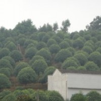 湖南花木桂花