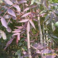 速生白蠟3號(hào)彩色樹葉一年3變色