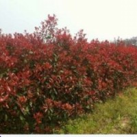 廣西柳州低價(jià)處理50萬(wàn)紅葉石楠 大葉紫薇小苗