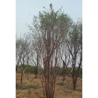 西安苗圃供應(yīng)茶條槭米徑20-45，3-6個(gè)分支，高5-8米