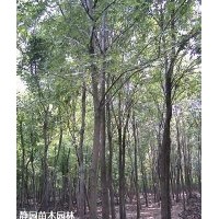 供應(yīng)法桐，國(guó)槐，白蠟各型號(hào)長(zhǎng)期有貨;歡迎現(xiàn)場(chǎng)來購(gòu)